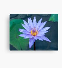 Water Lily Canvas Print