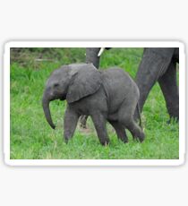 Baby African Elephant Sticker
