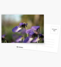 Showy Postcards