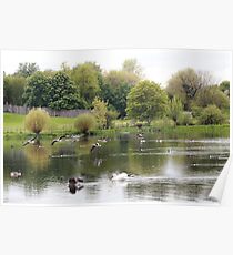 Waterfowl Poster