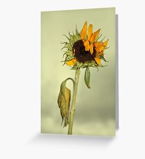 Fading glory Greeting Card