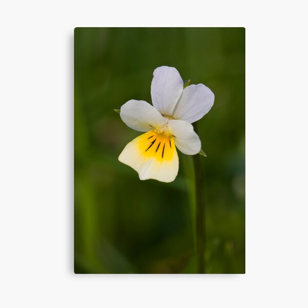 Field Pansy (Viola arvensis) Canvas Print