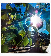 Bodhi Leaves Poster