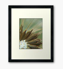 Dandi Seeds Framed Print