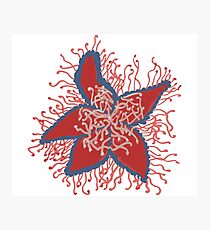 Squiggly Star Flower Photographic Print