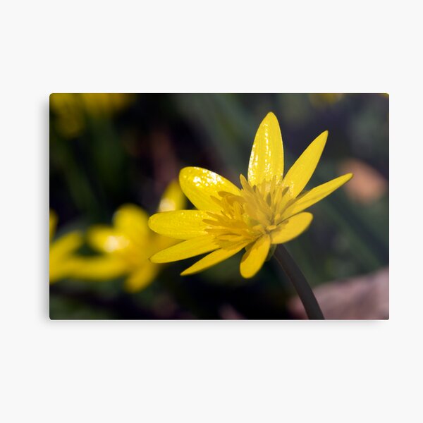 Lesser Celandine (Ranunculus ficaria) Metal Print