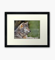 Timber Wolf Framed Print