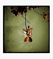 Suspendue Photographic Print