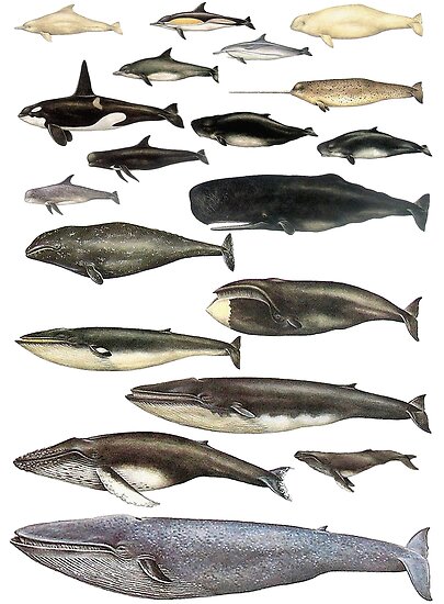 Whale Chart Poster