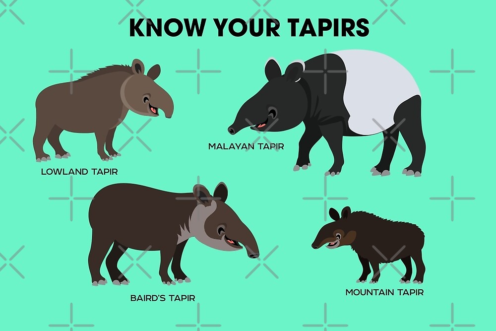 "Know Your Tapirs" by PepomintNarwhal | Redbubble