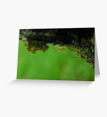 Legs Greeting Card