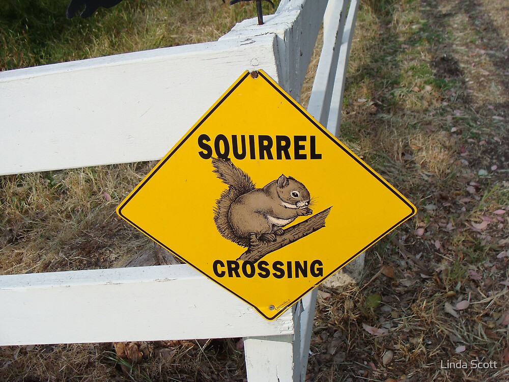 “Squirrel Crossing Sign” by Linda Scott | Redbubble