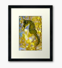 Seahorse Framed Print