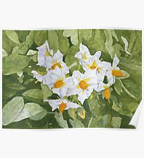 White Garden Blossoms Watercolor on Masa Paper Poster