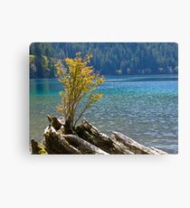 NEW TREE FINDS ROOT IN OLD TREE Canvas Print