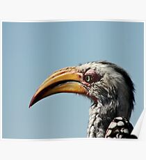 Yellow Horn Bill Poster