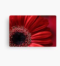Gerbera Canvas Print