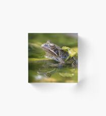 Common Froglet Acrylic Block