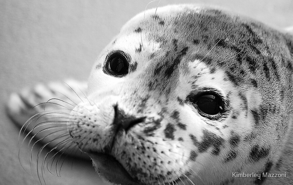 "Baby Harbor Seal" by Kimberley Mazzoni | Redbubble