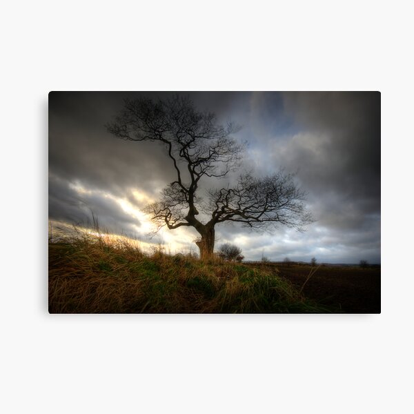 A tree Canvas Print