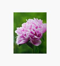 Showy Pink Pedals Art Board