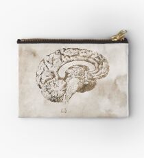 Hirnanatomie Querschnitt Studio Clutch