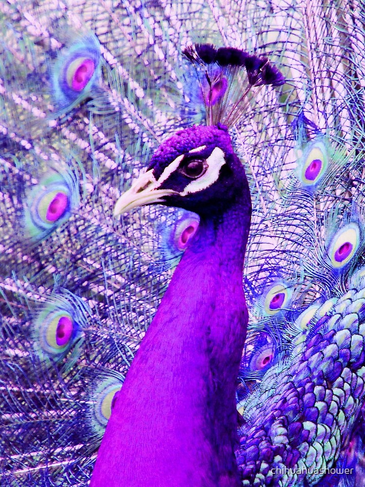 Purple Peacock by chihuahuashower
