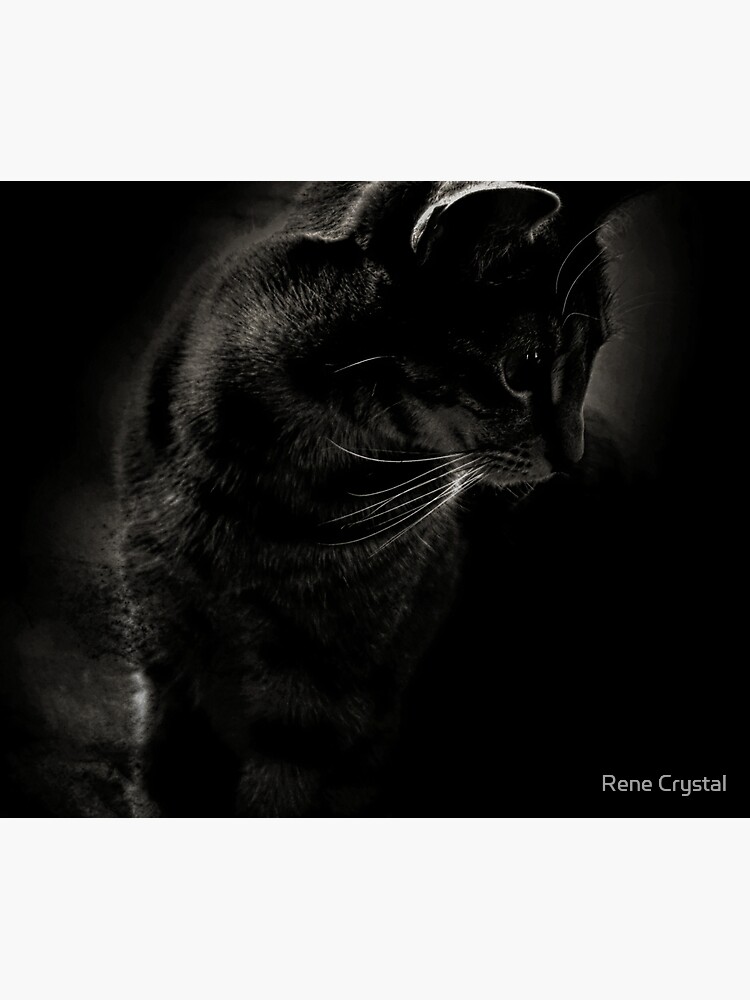 Whiskers Mugshot by imagesbycrystal