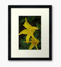 Yellow Tulips Framed Print