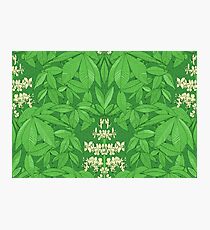 Horse Chestnut Photographic Print