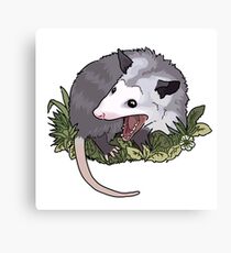 Screaming possum Canvas Print