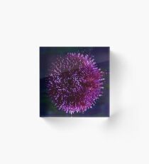 Sea urchin Acrylic Block