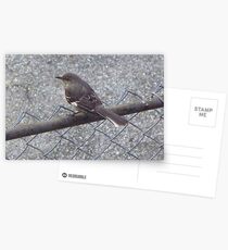 Mock - yeah - ing - yeah - bird - yeah - yeah - yeah Postcards