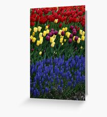 Tulip garden Greeting Card