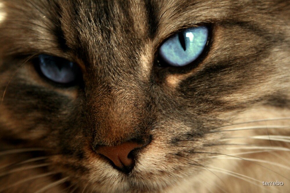 "Close Up Of Blue Eyes Cat" by terrebo Redbubble