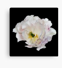 Beautiful white flower Canvas Print