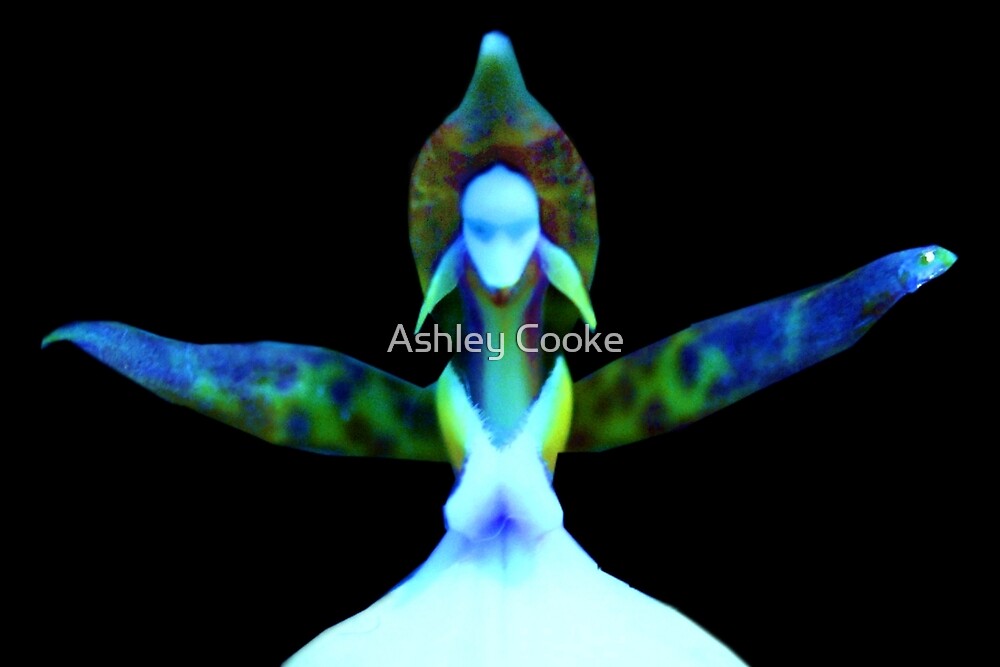 "Fantasia Orchid Alien Discovery" by Ashley Cooke Redbubble