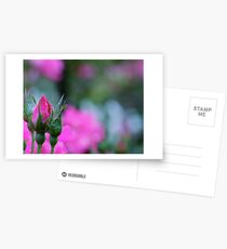"In your heart, keep one still secret spot where dreams may go and be sheltered so they may thrive and grow." Postcards