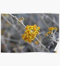 Mustard on Grey Solitude Poster