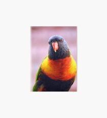Rainbow Lorikeet Art Board