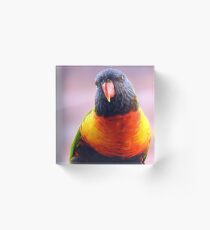 Rainbow Lorikeet Acrylic Block