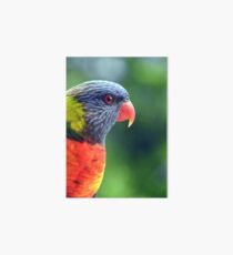 Rainbow Lorikeet Art Board