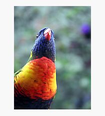 Rainbow Lorikeet Photographic Print