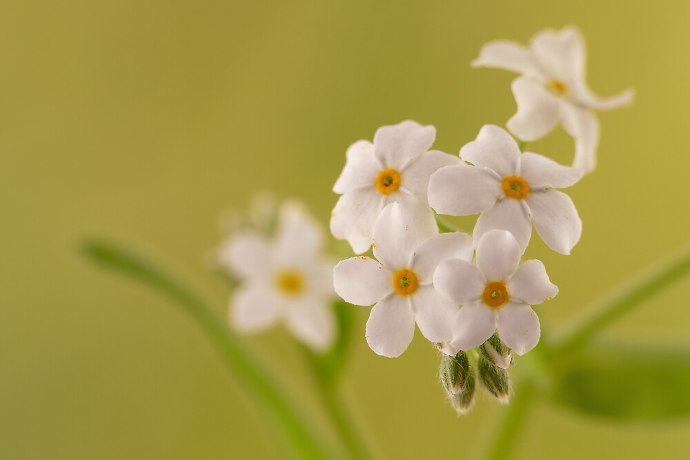 little-white-flowers-by-opossum-rik-redbubble