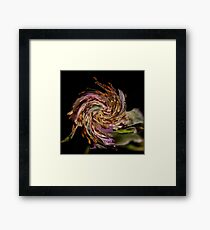 Rosehip with a twirl! Framed Print