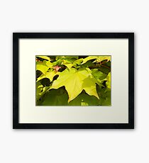 Green Japanese Acer Leaves in Spring Framed Print