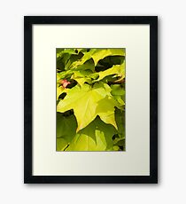 Green Japanese Acer Leaves in Spring (Portrait) Framed Print