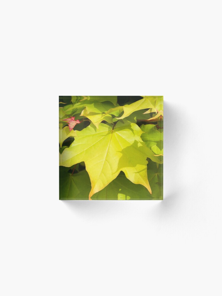 Alternate view of Green Japanese Acer Leaves in Spring (Portrait) Acrylic Block