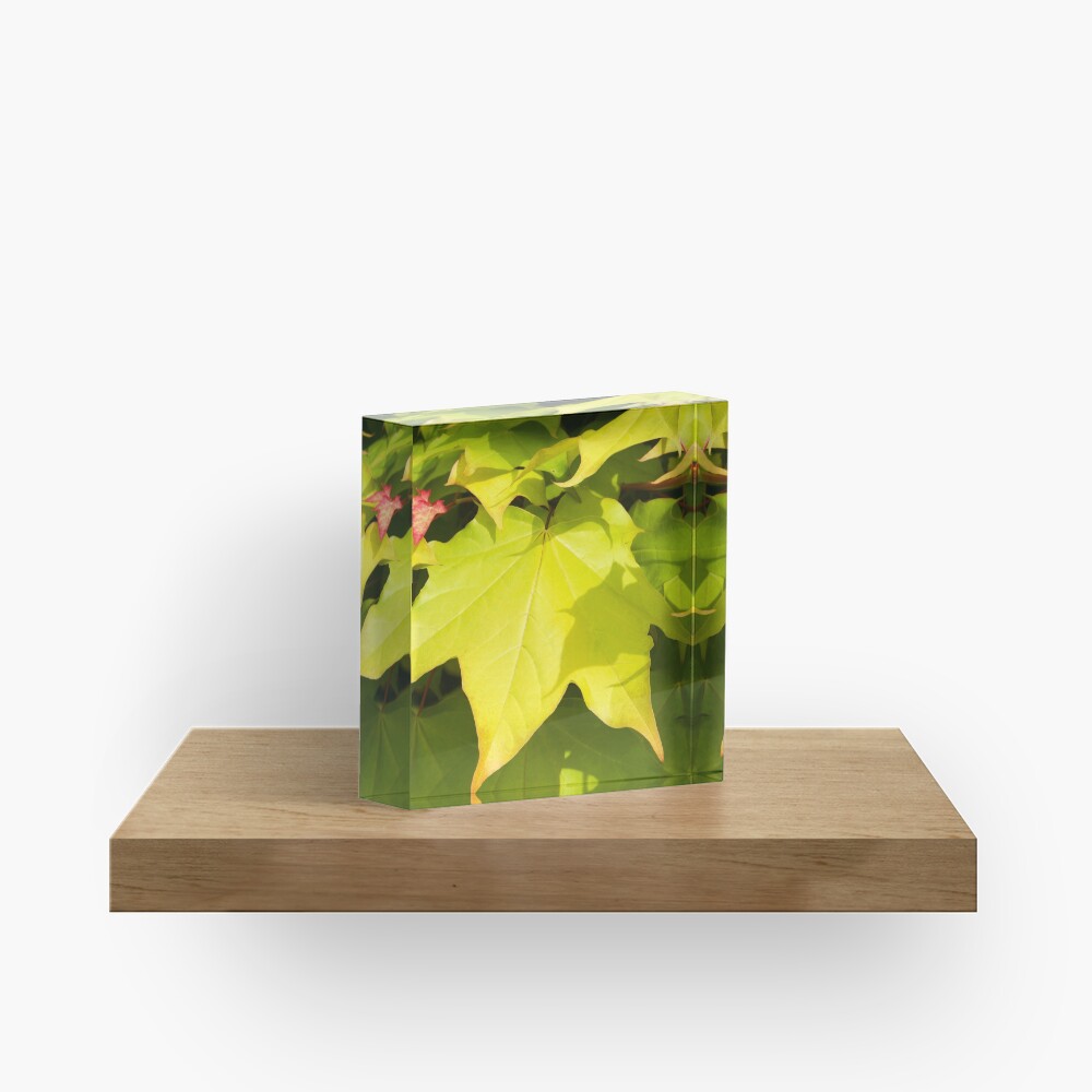 Green Japanese Acer Leaves in Spring (Portrait) Acrylic Block