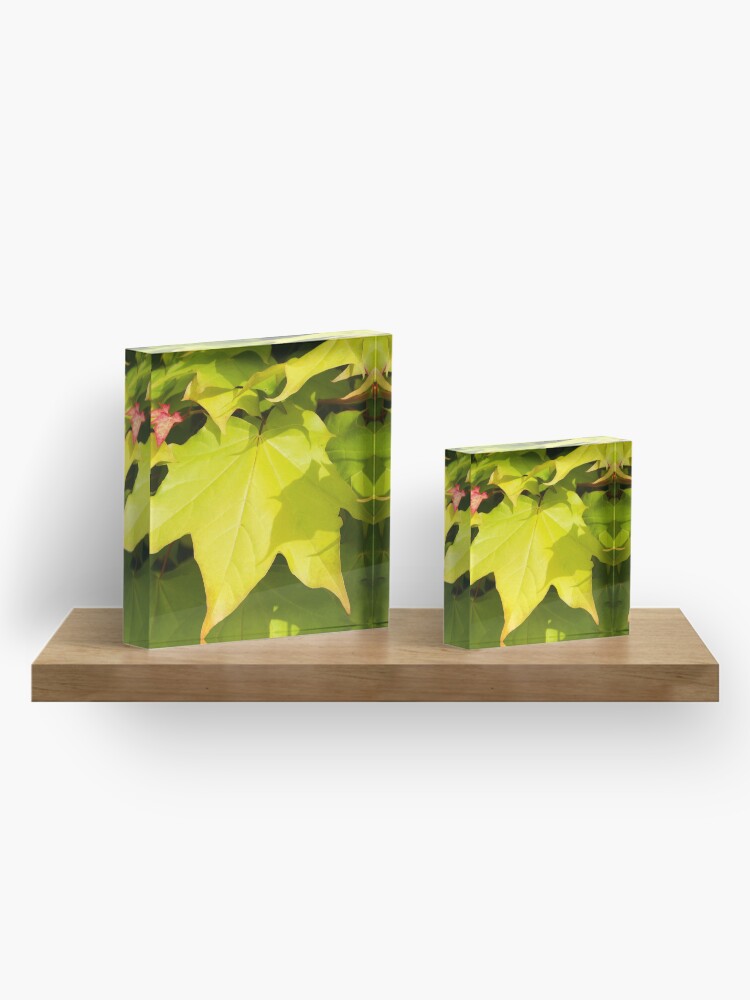Alternate view of Green Japanese Acer Leaves in Spring (Portrait) Acrylic Block